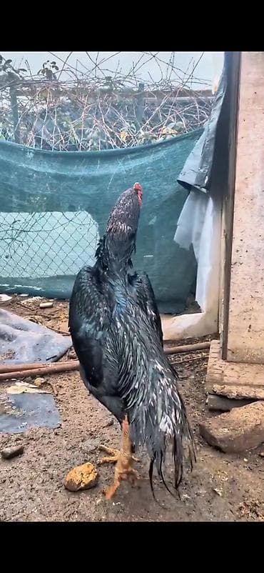 en ucuz at: Aseel tipli döyüşcü toyuqlar – iri cüssəli, hündür boyunlu və güclü — 10