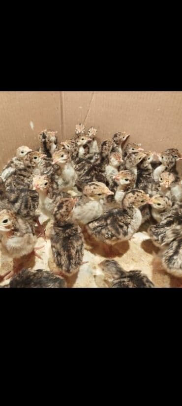 bala kirpi: Amerikan bronz hind quşu balaları satılır!!! Hər həftə çıxışımız var — 7