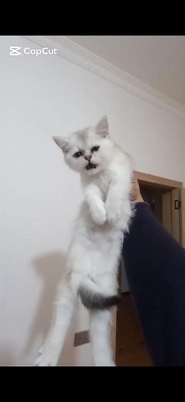 sirin pisik balalari: Şotland — 4