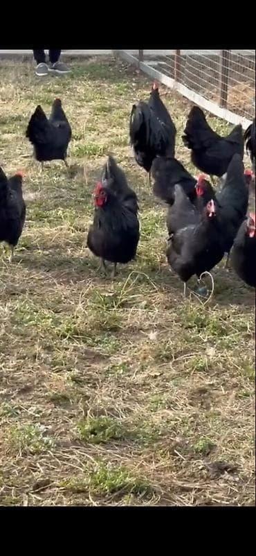 Quşlar: Astirolop toyuqları 11 eded satılır 2 xoruz 9 toyuq — 3