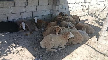satilik simental inek: Qoyun sürüsü satılır - Növ: yerli ətlik/yunlu qarışıqlar (ağ — 2