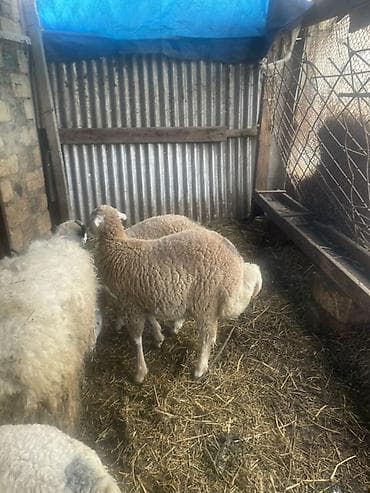 qaz satılır: Satılır: Erkək Quzlar satlit Tatallar sortu - Şəkillərdə görünən — 3