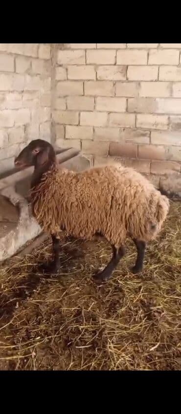 dovşan haqqında məlumat: 1 ci qarin dogacaq( Şəkdir) 2 ay yarimliq bogazdir. Heyvana basimla — 3