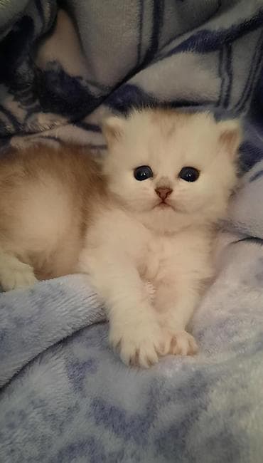 британская шиншилла: Шиншилла — 1