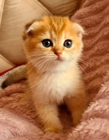 şotlan pişik: Şotland yastı qulaq, Erkək, Dişi, Yaxşı əllərə, Ünvandan götürmə, Pulsuz çatdırılma, Ödənişli çatdırılma — 20