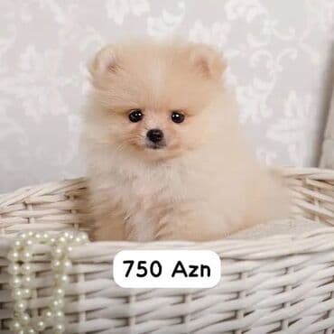 spic: Şpitz, 1 ay, Erkek, Ünvandan götürmə, Ödənişli çatdırılma — 1