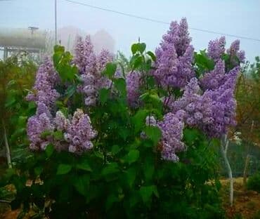 gul toxumlari: Həyət gülleri. 90növ çesid var! — 16