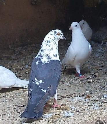 tutuquşu show jumbo: 3 gün qabaq tutulub qızğın erkeydi qiymet sondu qara çil saxlamiram — 2