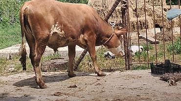 ineklər: Iki baş dordaqlıq erkək dana satılır diri çəkiləri 300 kq dır — 1