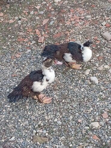 Inəklər, öküzlər: 30 ədəd 2 aylıq Lal ördək balaları. 9 ədəd böyük Lal ördək. 2 ədəd — 10