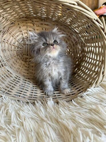 şotlan pişik: Şotland yastı qulaq, Erkək, Dişi, Yaxşı əllərə, Ünvandan götürmə, Pulsuz çatdırılma, Ödənişli çatdırılma — 176