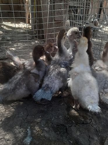 ov tiri satilir: 8 dene ordek bir aylig 7manat. 055 880 85 29. barter yoxdur — 5