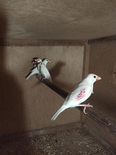 Amadin risovka 5 ədəd quşdu 2 hazır cüt 1 ədəd bala.sağlam quşlardır