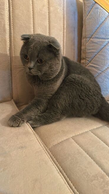 pulsuz itlerin verilmesi: Şotland yastı qulaq, Erkək — 1