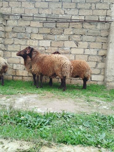 Dovşanlar: Qala cınsı qoçluq 1yaş 6aylıq — 3