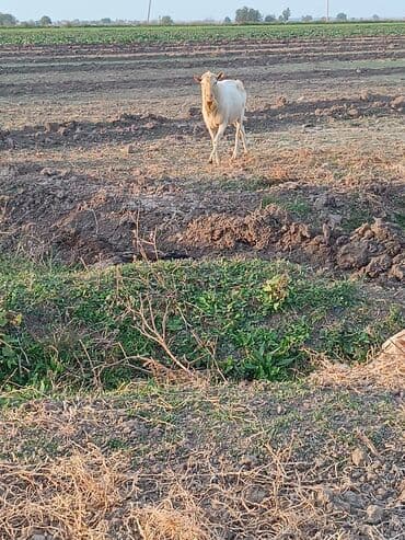 cins inekler: Ağ rəngli erkək keçi təmiz zanen 2 yaşı var əlavə məlumat üçün zəng — 2