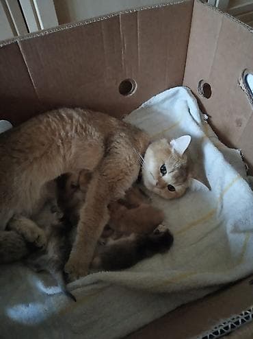 şinşilla: Britan, Erkək, Dişi, Pulsuz çatdırılma — 1