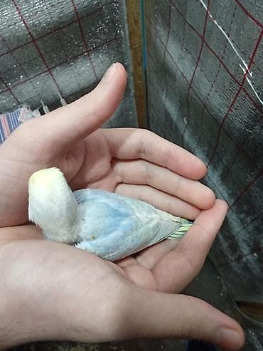 ev quslari adlari: Rainbov rənglərində 2 ədəd tutuquşu balaları satılır tam yemə — 6