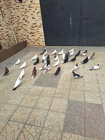 ucuz goyərcinlər: Salam 35 eded goyercindi kom 7 manat.tek tek 10 manat. Təsvir: - — 9