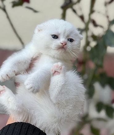 qizil baliq: Şotland yastı qulaq — 4