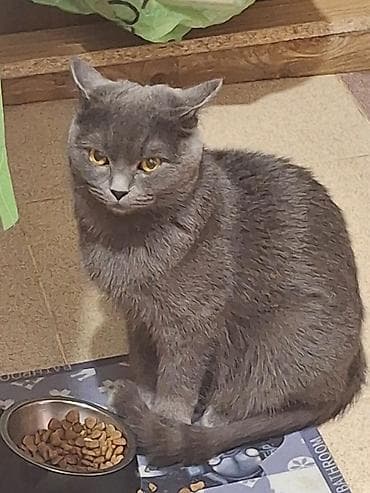 ucuz pişik: Britan — 2