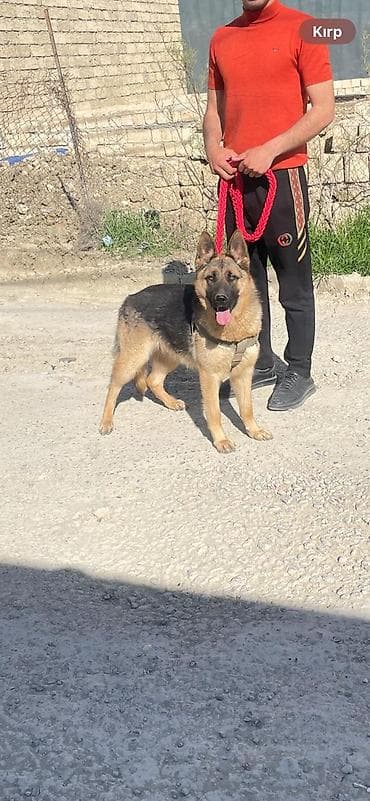 çoban oti: Alman çoban iti, 1 il, Dişi — 3