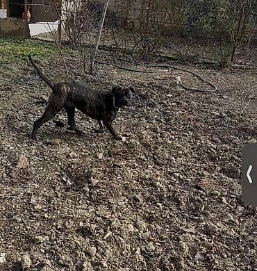 it üçün ev: Mastif — 2