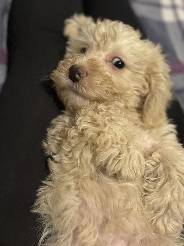 Akvariumlar: Pudel — 7