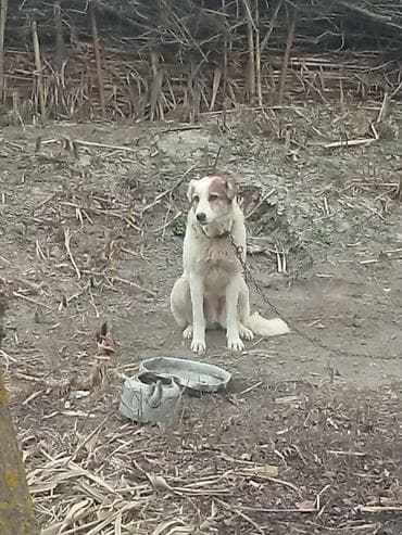 Собаки: Təmiz qan qurdbasar satılır. çox adamcildi. ətraflı məlumat üçün — 2