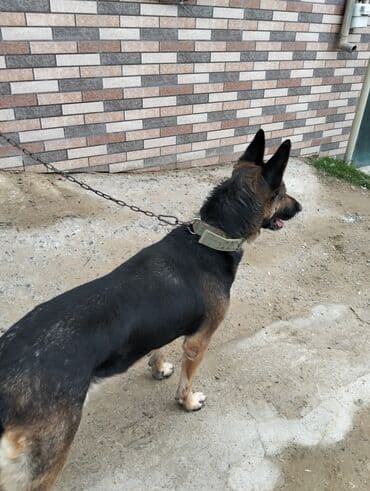 çoban oti: Alman çoban iti, 2 il, Dişi, Peyvəndli, Ünvandan götürmə — 10