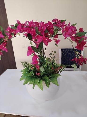 sunu gul: Dekorativ bouqenvilliya kompozisiyası – ağ şar formalı qablarda - — 1