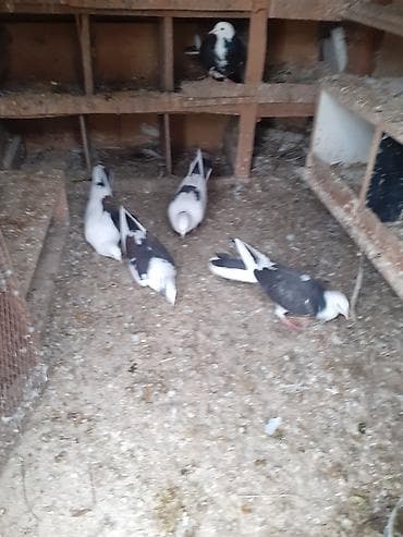 balaca itlerin satisi: Çəplər 1 cüt erkək,2 maya.1 cüt çəplər erkək maya.Yumurtaya döyürlər.1 — 5