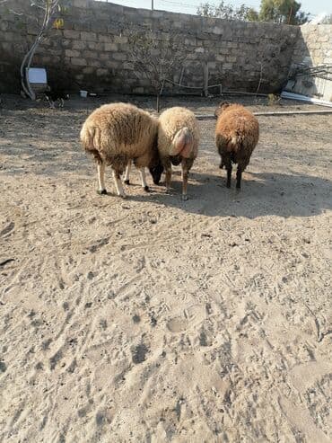 K/t heyvanları üçün mallar: Quzular – 3 baş 3 də bir satılır qiymət sondur bir dənəsi 450 — 6