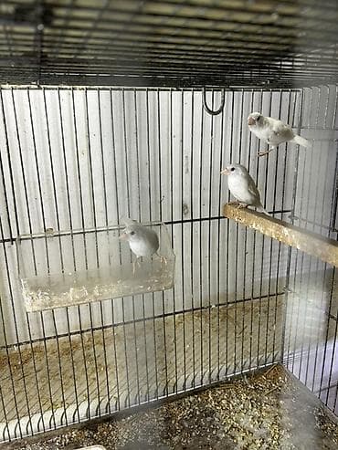 Digər heyvanlar: Ağ benqallar. Azərbaycanda az olan quşlardır. 1 cütü 50 azn. 8 cüt var — 3