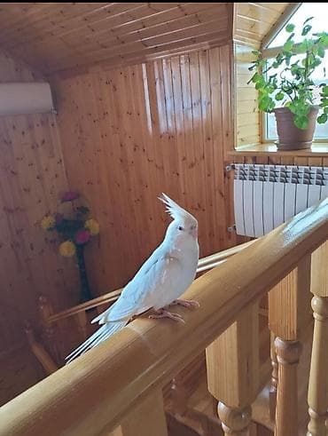 hind quşu baximi: 14 aylıq qırmızı gözlü Albino .tam əl quşudur böyük qəfəslə bir yerdə — 6