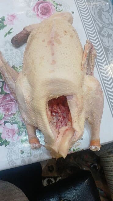 toyuq yem qabı: Qaz sürüsü – ağ rəngli, narıncı dimdik və pəncəli, sərbəst otlaqda — 4