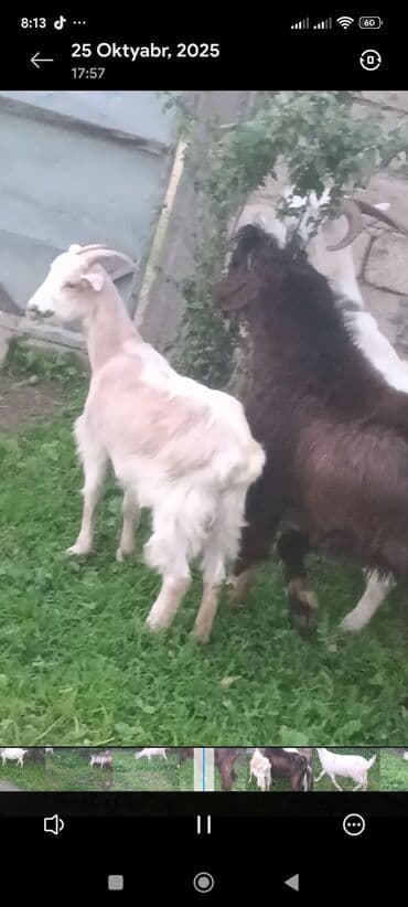 sort keciler: Məhsul: Qoyun-keçi təsərrüfatı üçün keçilər Təsvir: - Şəkillərdə 3 — 3