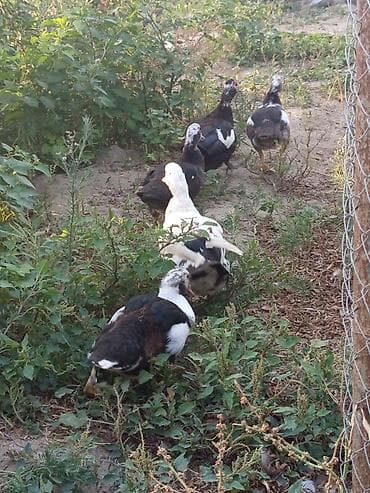 Kənd təsərrüfatı quşları: Dişi, | Lal ördək, Ətlik, Ünvandan götürmə, Ödənişli çatdırılma — 6