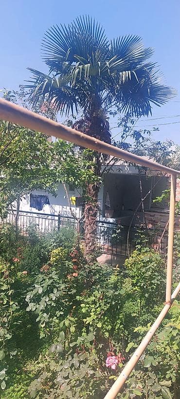 palma agacı: Satılır: Hündür dekorativ palma ağacı (Trachycarpus fortunei – külək — 2