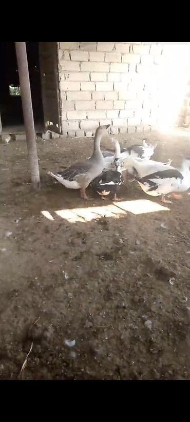 cins heyvanlar: Yaşilbaş ördekler 10 denedir 14 manatdan endirim var — 3