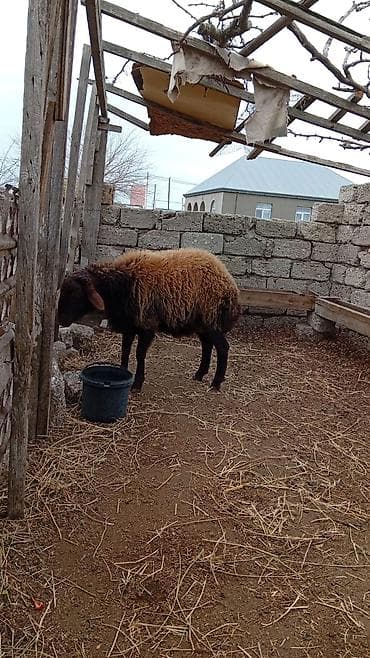 qoyun sortlari: 1 yaş 1 aylıq təmiz qala cinsi Erkey super qoyun sürürür yeməyinə söz — 3