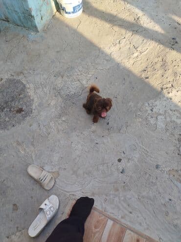 pekines balaları: Pekines, 6 ay, Erkek — 9