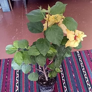 qab qaca: Saksıda sarı hibiskus (Çin qızılgülü) bitkisi - Növ: Hibiscus — 1