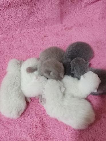 pişiy balası: Britan — 3