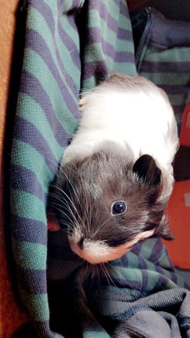 Inəklər, öküzlər: Məhsul: Dekorativ dovşancıq deyil, ev heyvanı üçün iki ədəd qvineya — 3