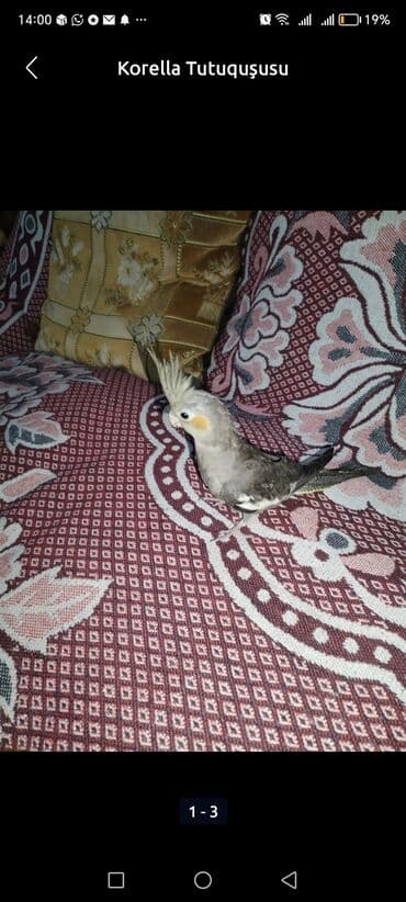 babil quşu: Məhsul: Korella tutuquşusu (cockatiel) Təsvir: - Gözəl çalarlı boz — 1