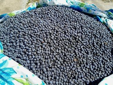 yeni il agaci satilir: Məhsul: Palma toxumu (Trachycarpus/heykəltəraş palma növünə bənzər fan — 2