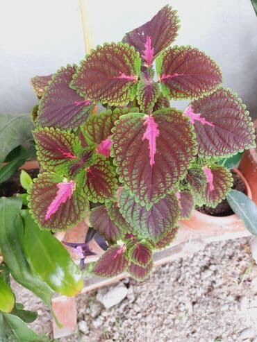 asma tavan metbex ucun: Rəngarəng yarpaqlı kolyos (Coleus) bəzək bitkisi - Yarpaqlar: tünd — 1