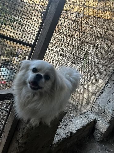ag it: Pekines — 9
