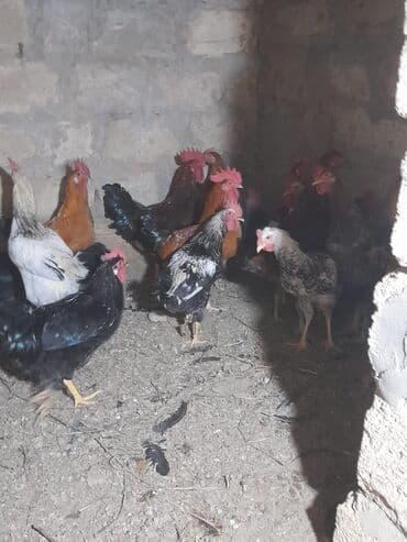 heratı xoruz: Toyuq, Damazlıq — 5